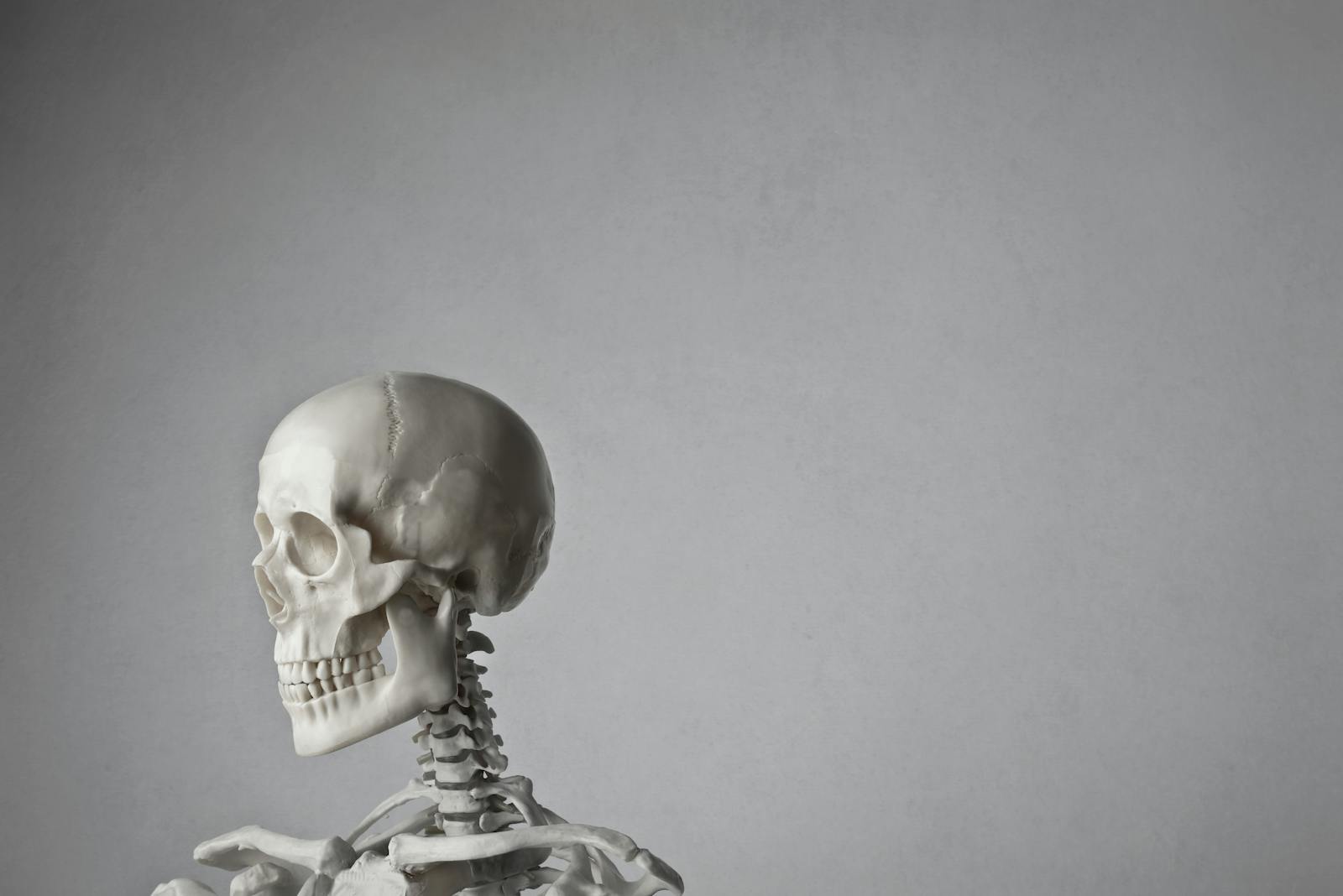 Portrait Photo of a White Skeleton In Front of Gray Background