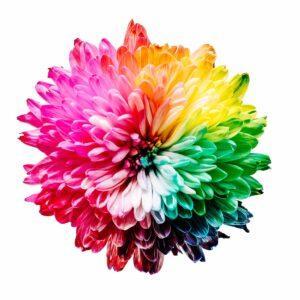 multicolored flower illustration